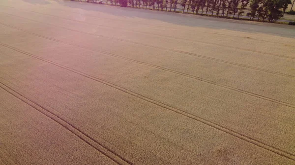 Пшеничне Поле Політ Над Пшеничним Полем Вухами Зрілої Стиглої Пшениці — стокове фото