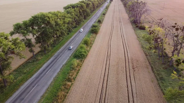 Дорожня Дорога Керує Автомобілями Деревами Між Районами Посіяними Дозрілою Пшеницею — стокове фото
