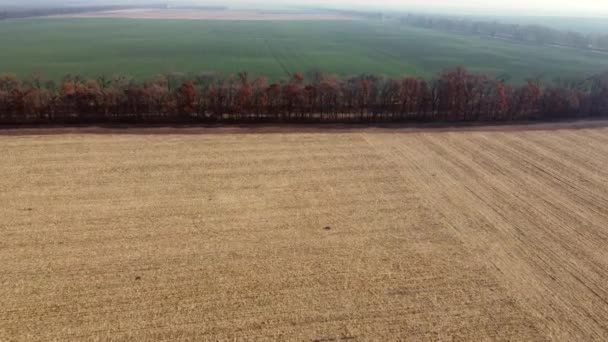 小麦收获后的大片黄土 阳光灿烂的秋天里种植着绿色农业植物的田野 空中无人驾驶飞机视图 农业土地景观 郊区的风景 — 图库视频影像