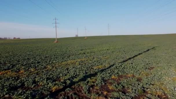 Tarım Arazisi Güneşli Bir Günde Yeşil Yapraklı Pancar Tarlasında Uçmak — Stok video