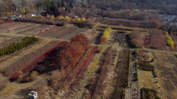 가을에 위에서 가을에는 묘목장에 나무를 재배하고 무인기 — 비디오