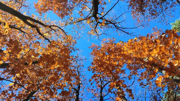 Vršky Stromů Červenohnědými Listy Houpaly Větru Pozadí Jasně Modré Oblohy — Stock fotografie