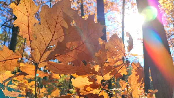 阳光明媚的秋日 美丽的红褐色橡树叶在森林里迎风摇曳 灿烂的阳光和蓝天 秋天的大叶紧挨在一起 阳光灿烂 秋天的季节自然背景 — 图库照片
