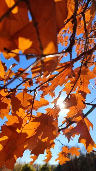 黄褐色的橡木叶子在枝条上摇曳着 在风中摇曳着 背景是蓝天的特写 阳光透过树叶闪烁着光芒 自然背景 森林自然季节秋季背景 — 图库照片
