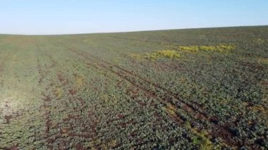Tarım arazisi. Güneşli bir günde yeşil yapraklı pancar tarlasında uçmak. Hava aracı görüntüsü. Tarım endüstrisi tarım tarlaları. Şeker pancarının endüstriyel yetiştirilmesi. Tarım Alanı