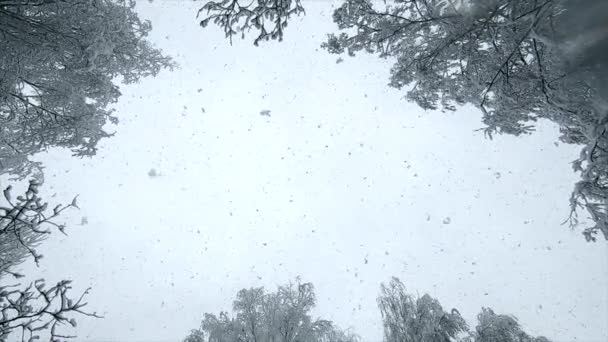 Fallande Snö Uppifrån Snöfall Snö Faller Flagor Vertikalt Uppifrån Mot — Stockvideo