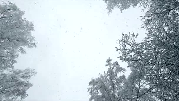 从天上掉下来的雪 下雪了在冬天 雪花从天上垂直落下来 覆盖着积雪的树梢 天上下了很多雪 冬季季节背景 雪地背景 — 图库视频影像