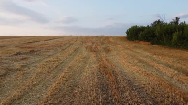 Létání Nad Sekanými Stébly Pšenice Při Západu Slunce Létě Stoky — Stock video