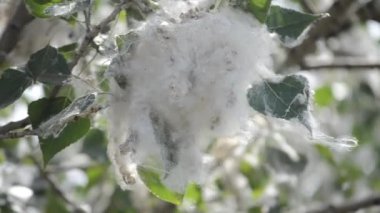 Kavak çiçeği. Kavak çiçeği. Beyaz kavak tüyü, aşağı beyaz ve ağaç dalında yeşil yapraklar. Bir yaz günü çiçek açan bir ağaç. Kavak çiçekli şişkinlik. Alerjen alerjik bitki..