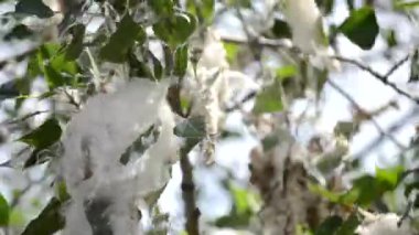 Kavak çiçeği. Kavak çiçeği. Beyaz kavak tüyü, aşağı beyaz ve ağaç dalında yeşil yapraklar. Bir yaz günü çiçek açan bir ağaç. Kavak çiçekli şişkinlik. Alerjen alerjik bitki..