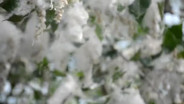 Цвіте Тополя Цвітіння Тополі Білий Тополя Пух Біле Вниз Зелене — стокове відео