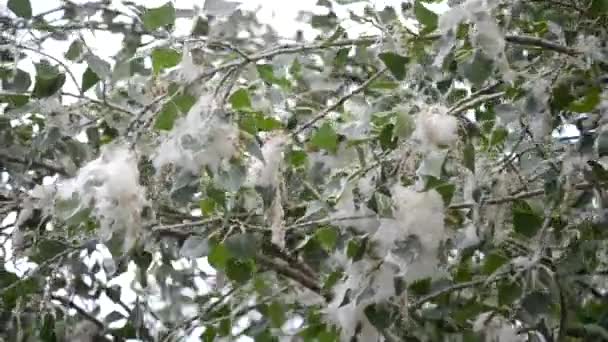 Цвіте Тополя Цвітіння Тополі Білий Тополя Пух Біле Вниз Зелене — стокове відео