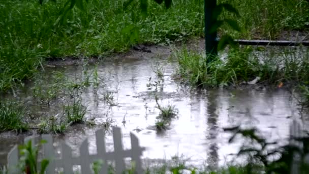 Regen Regen Druipt Druppelende Druppels Zware Regen Zandgrond Met Groen — Stockvideo