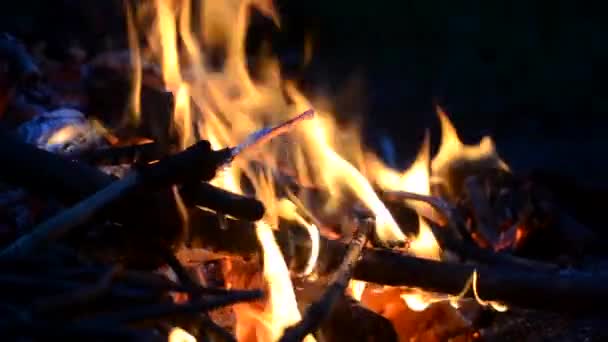 Tábortűz Égő Máglya Tűzben Égő Száraz Ágak Hamu Láng Máglyán — Stock videók