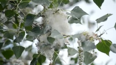 Kavak çiçeği. Kavak çiçeği. Beyaz kavak tüyü, aşağı beyaz ve ağaç dalında yeşil yapraklar. Bir yaz günü çiçek açan bir ağaç. Kavak çiçekli şişkinlik. Alerjen alerjik bitki..