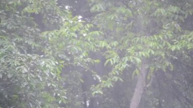 Yağmur. Şiddetli yağmur. Dışarıda yağmur yağıyor, yağmur damlaları yağmur yağdığında ağaç dallarında yeşil yaprakları dövüyor. Yağmurlu bir hava. Doğal arka plan Doğa Yağış atmosferik yoğunlaşma