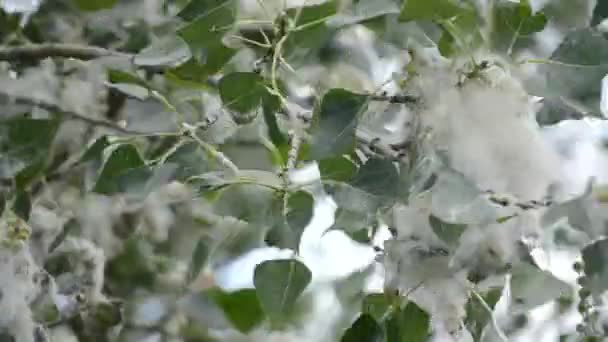 Kwitnie Poplar Kwitnienie Poplar Puch Topoli Białej Białe Zielone Liście — Wideo stockowe