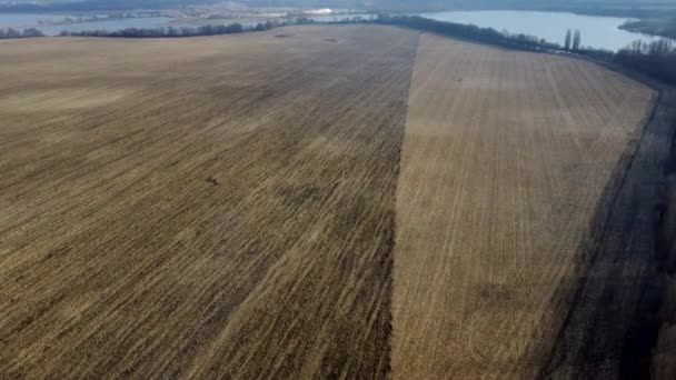 秋の日に車を運転して高速道路を収穫した後 耕された土地と黄色の乾燥わらと大規模な耕地 農業工業農業農場の風景です 空中ドローンビュー — ストック動画