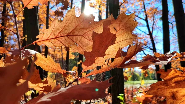 Schöne Rotbraune Eichenblätter Wiegen Sich Einem Sonnigen Herbsttag Wind Wald — Stockfoto