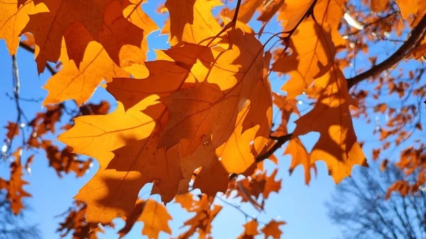 黄褐色的橡木叶子在枝条上摇曳着 在风中摇曳着 背景是蓝天的特写 阳光透过树叶闪烁着光芒 自然背景 森林林地自然季节秋季季节背景 — 图库照片
