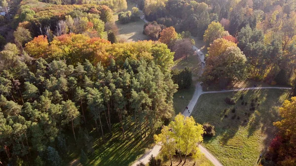 stock image Flying over trees with yellow and green leaves in a park with dirt paths and people walking on a sunny autumn day. Forest wood woodland nature natural sunlight sunshine. Aerial drone view. Top view.