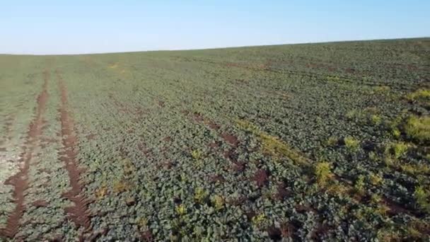 Zemědělská Krajina Létání Nad Zeleným Polem Zanechává Cukrovou Řepu Slunečného — Stock video