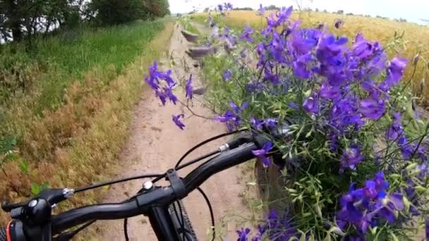 Vilda Lila Blommor Svart Cykelstyre Grusplan Väg Svajande Vinden Sommardagen — Stockvideo