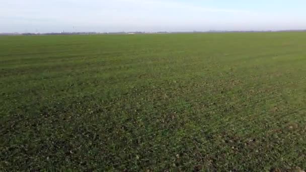 Campo Verde Con Giovani Germogli Verdi Colture Cerealicole Cielo Azzurro — Video Stock