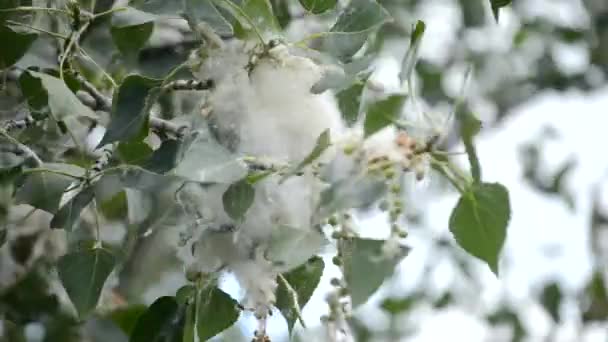 Poppel Blomstring Poppel Blomstre Hvid Poppel Fnug Hvid Ned Grønne – Stock-video