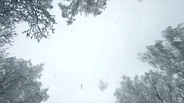 雪が降る 降雪だ 冬の日に空 雪に覆われた木々に対して垂直に上のフレークに落ちます 雪がたくさん降ります 冬の季節的背景 雪の背景 スローモーション — ストック動画