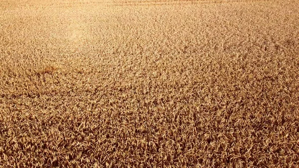 Wheat Field Field Ears Spikes Ripe Wheat Golden Ripened Wheat — Foto Stock