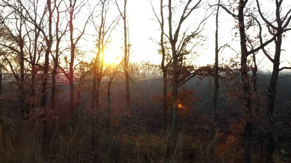 Закат Восходящего Солнца Светит Сквозь Деревья Листьев Фоне Пахотного Поля — стоковое фото