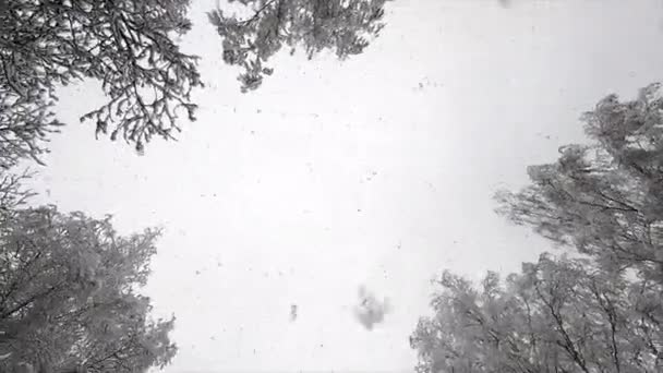 下雪了从天上掉下来的雪 白雪从天而降 冬日白雪覆盖的树梢 雪地的背景 冬季季节背景 天上下了很多雪 — 图库视频影像