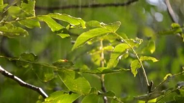 Yağmur. Şiddetli yağmur. Güneşli bir günde büyük yeşil yaprakların üzerine şiddetli yağmur damlıyor. Şiddetli yağmur damlaları güneşli bir günde bir ağaç dalına vurur. Güneş ışığı, parlayan güneş. Doğal yağış. Doğal arkaplan