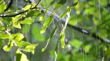 Yağmur. Şiddetli yağmur. Güneşli bir günde büyük yeşil yaprakların üzerine şiddetli yağmur damlıyor. Şiddetli yağmur damlaları güneşli bir günde bir ağaç dalına vurur. Güneş ışığı, parlayan güneş. Doğal yağış. Doğal arkaplan