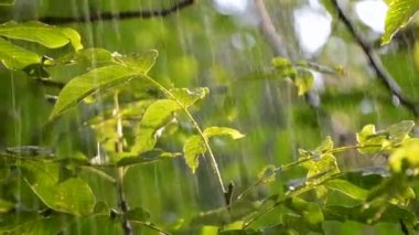 Yağmur. Şiddetli yağmur. Güneşli bir günde büyük yeşil yaprakların üzerine şiddetli yağmur damlıyor. Şiddetli yağmur damlaları güneşli bir günde bir ağaç dalına vurur. Güneş ışığı, parlayan güneş. Doğal yağış. Doğal arkaplan