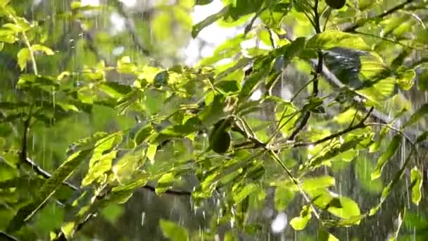 Lluvia Lluvia Fuerte Lluvia Fuerte Goteando Sobre Grandes Hojas Verdes — Vídeo de stock