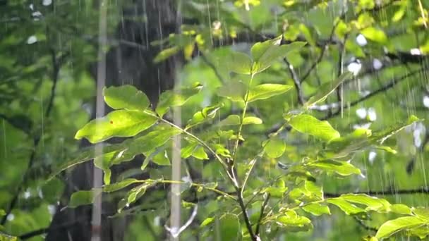 Rain Heavy Rain Heavy Rain Dripping Big Green Leaves Sunny — Stock Video