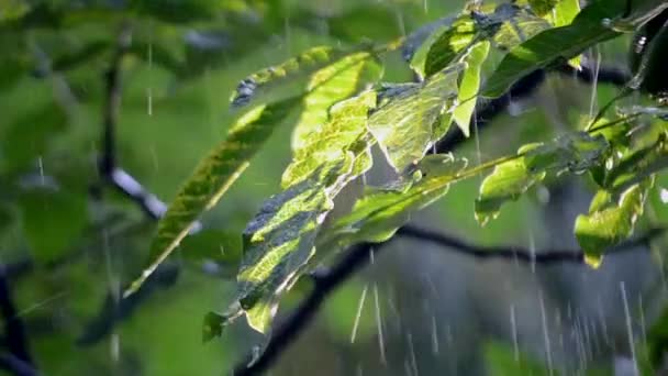阳光灿烂的日子 大绿叶上下着大雨 晴天下了一阵大雨 树叶落在树枝上 灿烂的阳光 天然降水 自然背景 — 图库视频影像