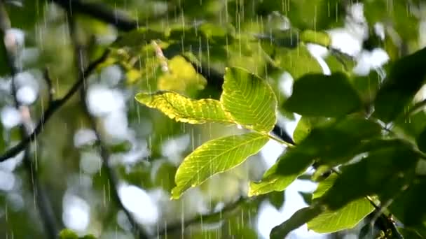 阳光灿烂的日子 大绿叶上下着大雨 晴天下了一阵大雨 树叶落在树枝上 灿烂的阳光 天然降水 自然背景 — 图库视频影像