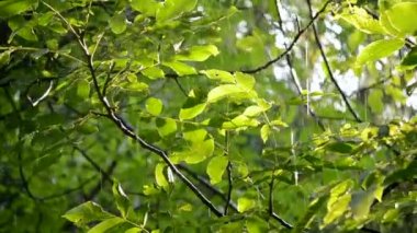 Yağmur. Şiddetli yağmur. Güneşli bir günde büyük yeşil yaprakların üzerine şiddetli yağmur damlıyor. Şiddetli yağmur damlaları güneşli bir günde bir ağaç dalına vurur. Güneş ışığı, parlayan güneş. Doğal yağış. Doğal arkaplan