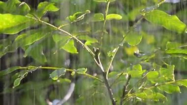 Yağmur. Şiddetli yağmur. Güneşli bir günde büyük yeşil yaprakların üzerine şiddetli yağmur damlıyor. Şiddetli yağmur damlaları güneşli bir günde bir ağaç dalına vurur. Güneş ışığı, parlayan güneş. Doğal yağış. Doğal arkaplan