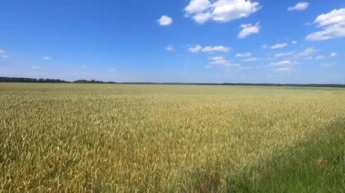 Büyük buğday tarlası, sarı çavdar kulakları, güneşli bir yaz gününde beyaz bulutlu mavi gökyüzü. Tahıl kulaklı tarla. Tarım endüstrisi tarımsal tarım tarlası. Endüstriyel tahıl ekimi