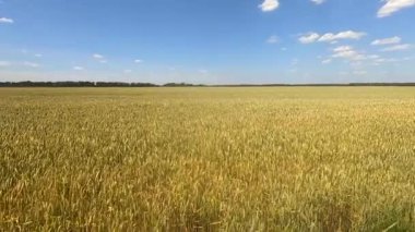 Büyük buğday tarlası, sarı çavdar kulakları, güneşli bir yaz gününde beyaz bulutlu mavi gökyüzü. Tahıl kulaklı tarla. Tarım endüstrisi tarımsal tarım tarlası. Endüstriyel tahıl ekimi