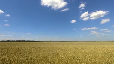 Büyük buğday tarlası, sarı çavdar kulakları, güneşli bir yaz gününde beyaz bulutlu mavi gökyüzü. Tahıl kulaklı tarla. Tarım endüstrisi tarımsal tarım tarlası. Endüstriyel tahıl ekimi