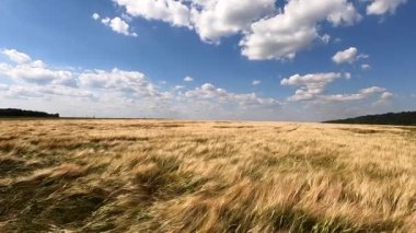 Güneşli bir yaz gününde rüzgarda sallanan sarı tahıl gevrekleri ile güzel buğday tarlaları. Manzara buğday tarlası, mavi gökyüzü, beyaz bulutlar. Geniş açı. Tarım endüstrisi geçmişi