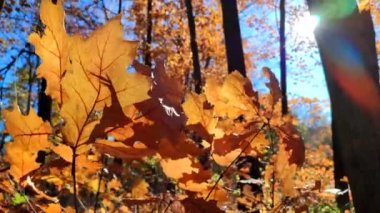 Güneşli bir sonbahar gününde, ormanda güzel bir meşe yaprağı rüzgarda sallanıyor. Parlak güneş ve mavi gökyüzü. Büyük sonbahar yaprakları yakın planda. Sonbahar sezonu. Doğal arkaplan