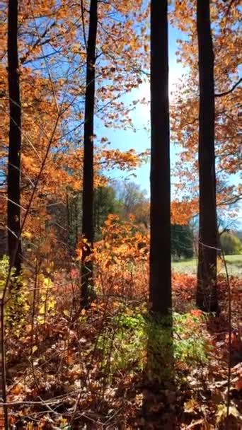 看森林 秋天阳光灿烂的日子里清澈 树上的褐色叶子 在清澈的蓝天和秋日的灿烂阳光下迎风摇曳着的青草 美丽的自然背景垂直录像 — 图库视频影像