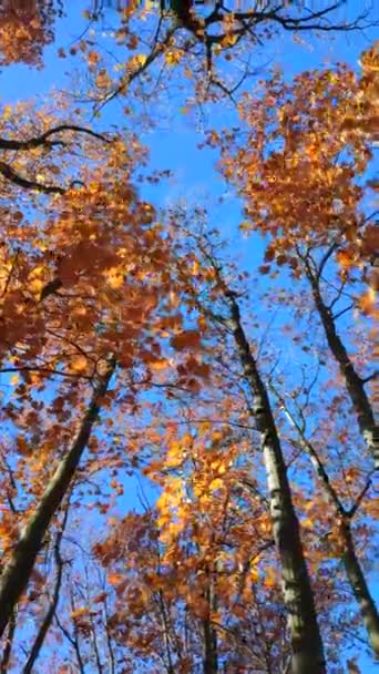 Vršky Stromů Červenohnědými Listy Houpaly Větru Pozadí Jasně Modré Oblohy — Stock video