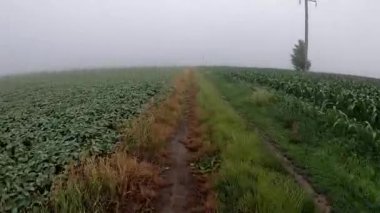 Bisikletli bir adam mısır tarlaları ile sisli bir tarımsal tesis arasında toprak bir yolda gün boyunca bisiklet sürüyor. Bakış açısı. Çevre turizmi